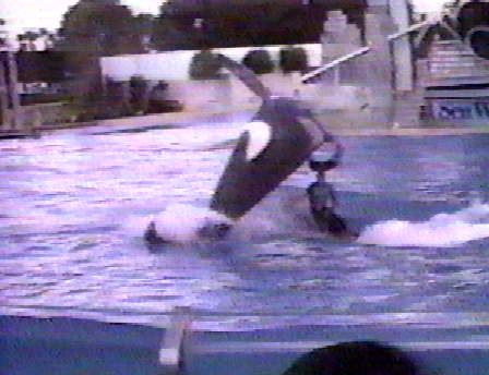Orky 2 lands on trainer John Sillick in November 1987