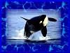free orca screensaver